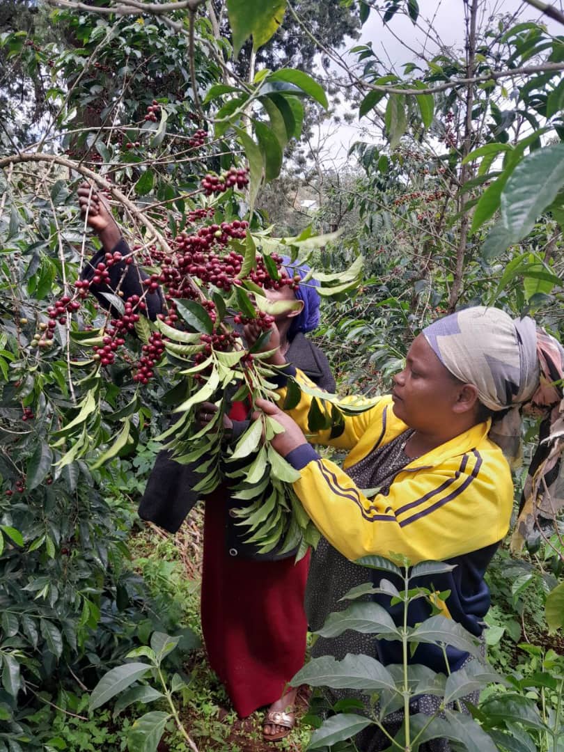 Person harvesting coffee berries from a tree in a forest setting
