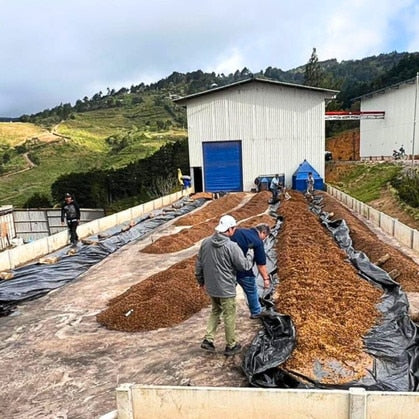 
                  
                    Workers tending to dried coffee beans on a rooftop with a scenic background
                  
                