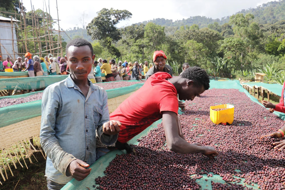 
                  
                    ETHIOPIA WORKA CHELBESSA WASHED
                  
                