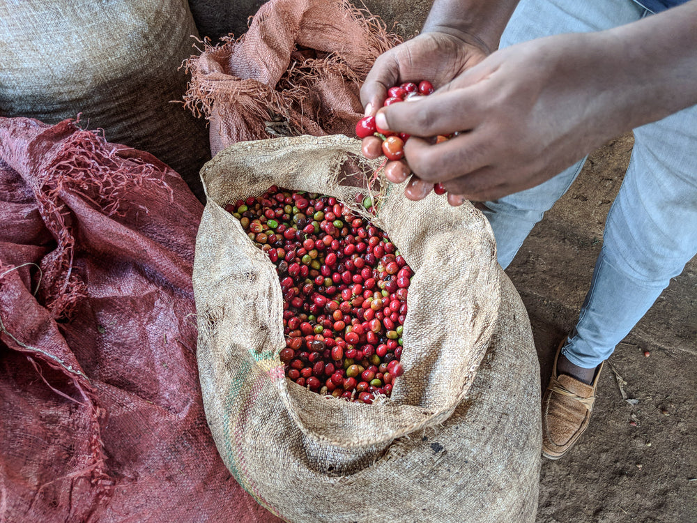 
                  
                    ETHIOPIA KOKE HONEY
                  
                